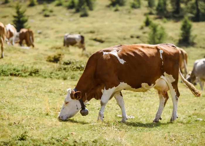 Base531 Tovo di Sant'Agata